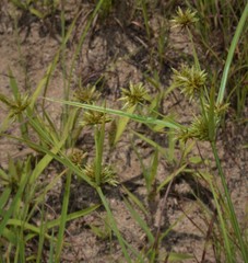 Cyperus grayioides