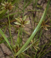Cyperus grayioides