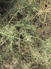 Condalia globosa