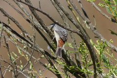 Lucy's Warbler photo 6