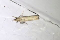 Crambus albellus