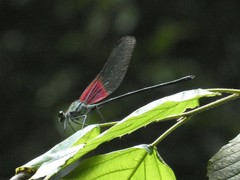 Archineura incarnata
