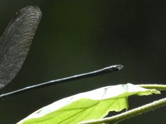 Archineura incarnata