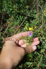Erodium stephanianum