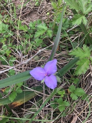 Tradescantia occidentalis