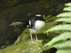 Enicurus schistaceus