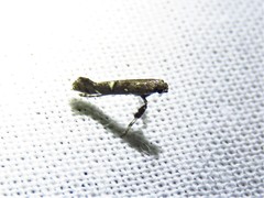 Caloptilia triadicae