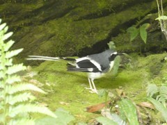 Enicurus schistaceus