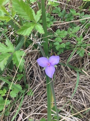 Tradescantia occidentalis
