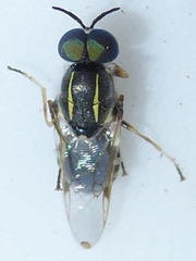 Euparyphus