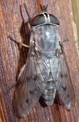 Tabanus reinwardtii