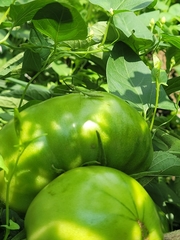 Stagmomantis carolina