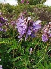 Astragalus norvegicus