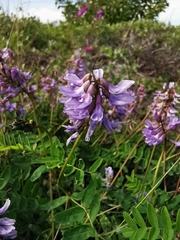 Astragalus norvegicus