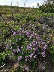 Astragalus norvegicus