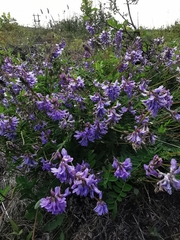 Astragalus norvegicus