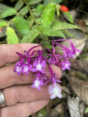 Epidendrum porphyreum