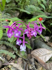 Epidendrum porphyreum