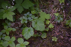 Pectiantia pentandra