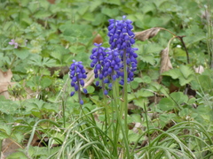 Muscari botryoides
