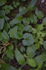 Pectiantia pentandra