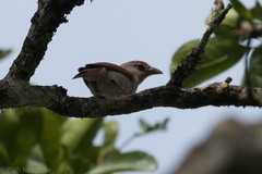 Piranga roseogularis