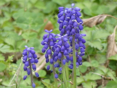Muscari botryoides