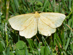 Polygrammodes flavidalis