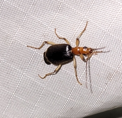 Brachinus adustipennis