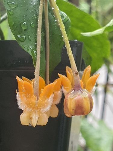 Hoya praetorii