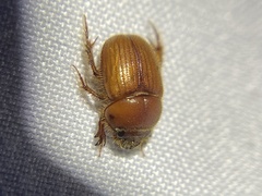 Neochodaeus frontalis