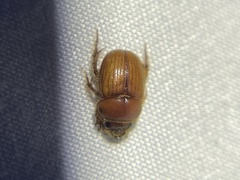 Neochodaeus frontalis