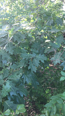 Quercus rubra