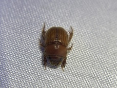Neochodaeus frontalis