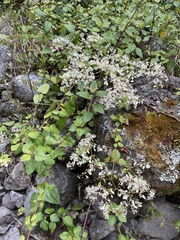 Colignonia