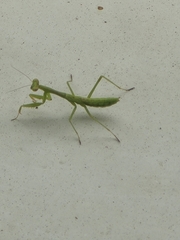 Stagmomantis carolina