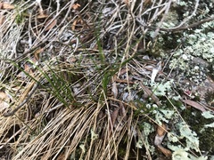 Oreojuncus trifidus