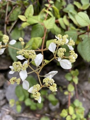 Colignonia