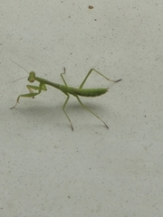 Stagmomantis carolina
