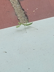 Stagmomantis carolina