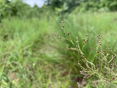 Lechea pulchella