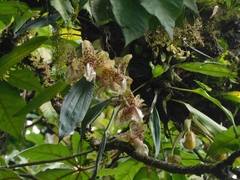 Stanhopea maculosa