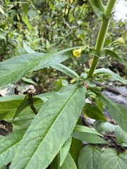 Leucocarpus perfoliatus