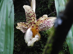 Stanhopea maculosa
