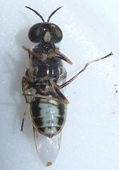 Euparyphus