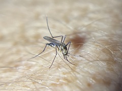 Aedes triseriatus