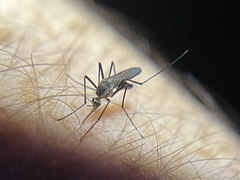 Aedes triseriatus
