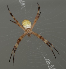 Argiope katherina