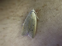 Palpidia pallidior