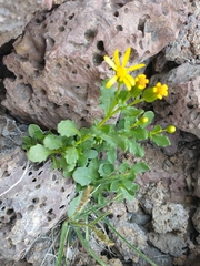 Senecio fremontii